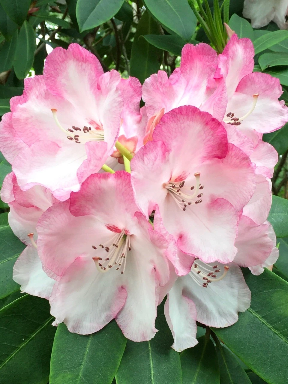 'Point Defiance'